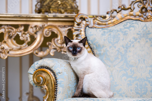 Fototapeta Naklejka Na Ścianę i Meble -  a two-color cat without tail of Mekong Bobtail breed with a jewel a precious necklace of pearls around his neck sits on a retro baroque chair in a royal French interior. Theme is luxurious and rich