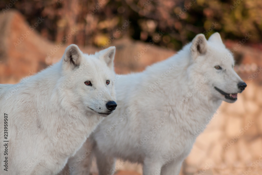 Two wild alaskan tundra wolves.Canis lupus arctos. Polar wolf or white wolf. Two wild alaskan tundra wolves.Canis lupus arctos. Polar wolf or white wolf.