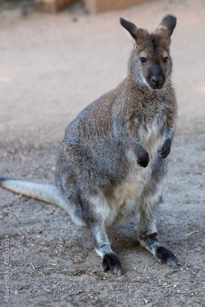 Fototapeta premium Kangaroo
