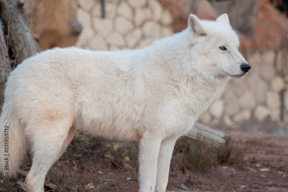 Fototapeta premium Wild alaskan tundra wolf is looking his prey. Canis lupus arctos. Polar wolf or white wolf.