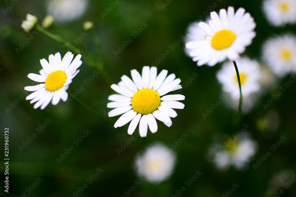 blooming garden daisies, the most beautiful flowers blooming garden daisies, the most beautiful flowers