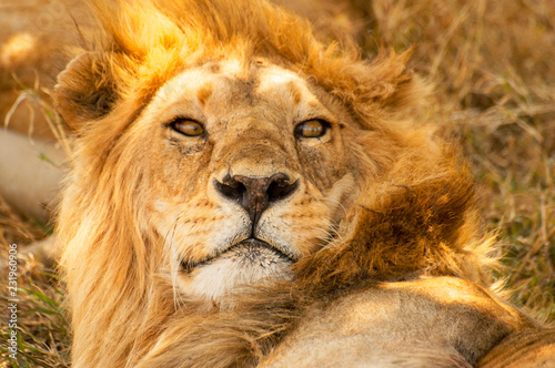 Closeup portrait of a male African lion  Panthera leo   Serengeti National Park  Tanzania.