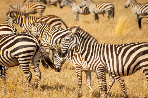 Zebras in the Serengeti National Park, Tanzania. Plains zebra (Equus quagga, formerly Equus burchellii), also known as the common zebra or Burchell's zebra.
