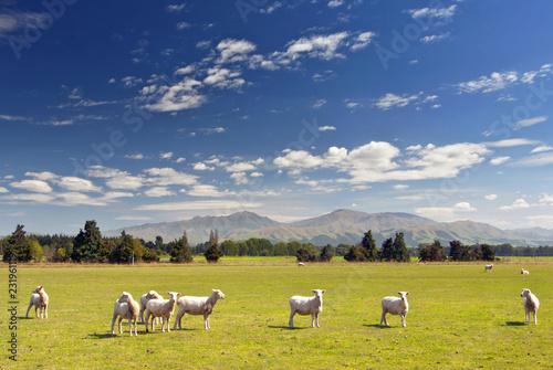 Sheeps grazing on farmland in New Zealand. photo
