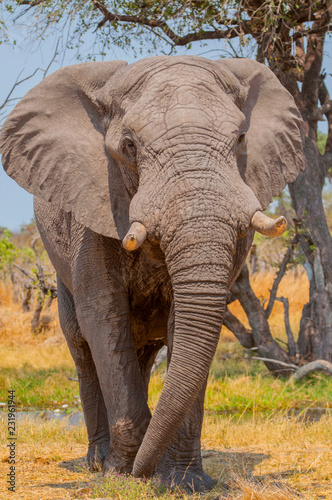 The African bush elephant (Loxodonta africana), also known as the African savanna elephant in the Okavango Delta Botswana Africa.