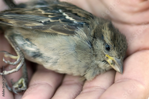 the sparrow lies in the hands of a man