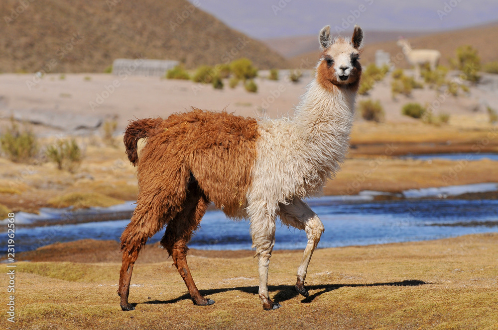 Foto auf Leinwand Lama (Lama Glama) in der Nähe der Laguna Colorada,  Bolivien. - Nikkel-Art.de