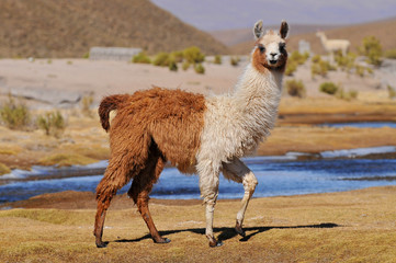 Sierkussen Lama Lama bij Laguna Colorada Bolivia  © GISTEL