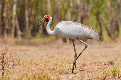 The Brolga (Antigone rubicunda), formerly known as the native companion, is a bird in the crane family. It has also been given the name Australian crane, Kakadu National Park.