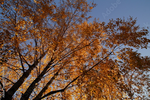 Drzewo jesienią z żołtymi liśćmi