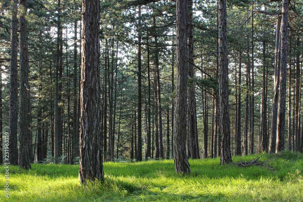 Fototapeta premium Pine forest park tara mountain serbia 