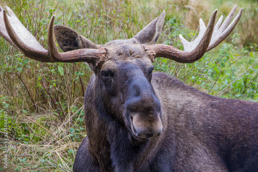 Wild male moose in the forest during fall. Crossing moose on streets cause accidents, that are dangerous for the wildlife as well as for people. The moose is the national animal of Sweden. Wild male moose in the forest during fall. Crossing moose on streets cause accidents, that are dangerous for the wildlife as well as for people. The moose is the national animal of Sweden.