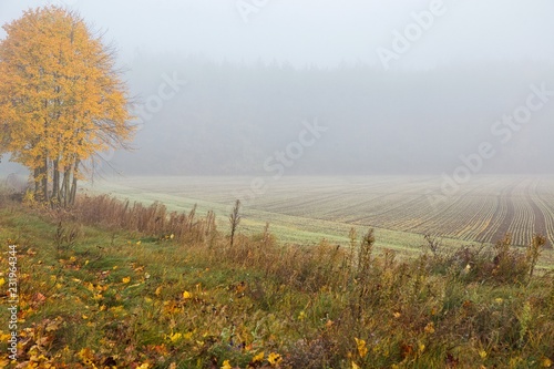 Jesienne zaorane pole z klonem z żółtymi liścimi, mglisty poranek