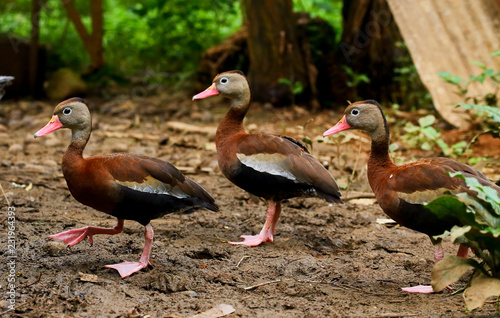 Картината върху платно Black bellied whistling ducks