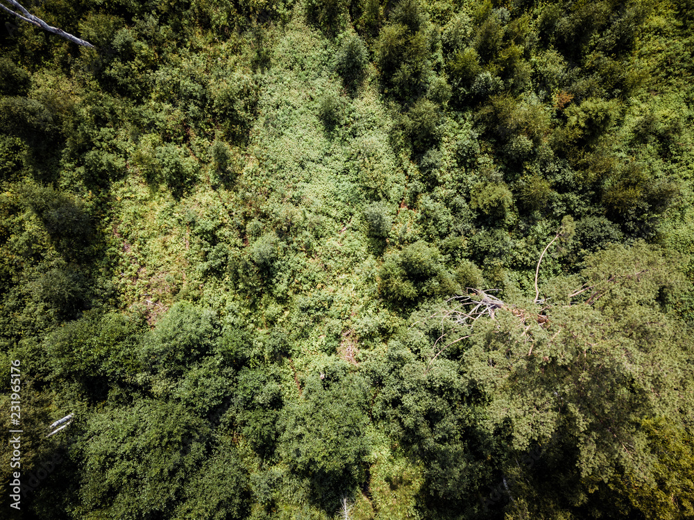 Obraz premium Aerial Drone Photo of the Countryside Forest, Top Down View in Sunny Summer Day