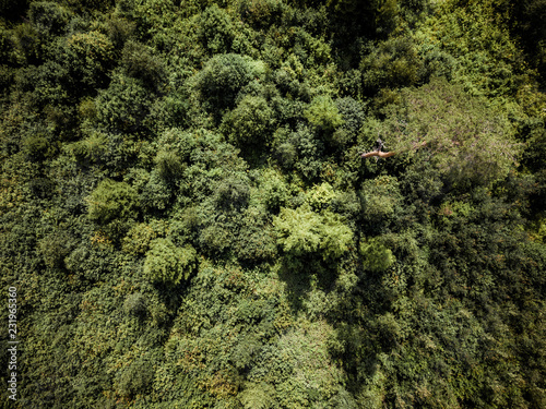 Aerial Drone Photo of the Countryside Forest, Top Down View in Sunny Summer Day