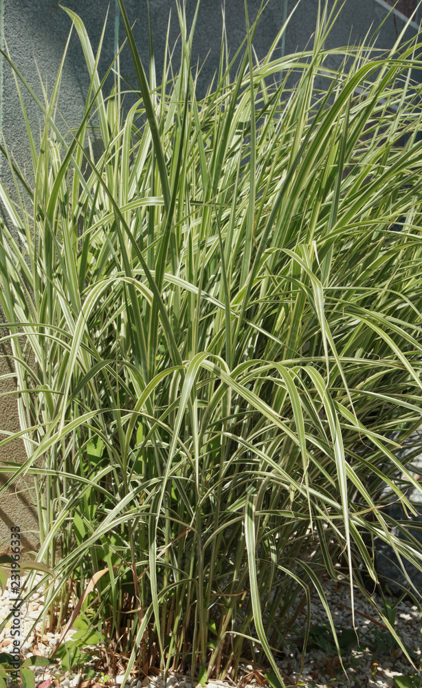 Obraz premium Carex ‘ice dance’