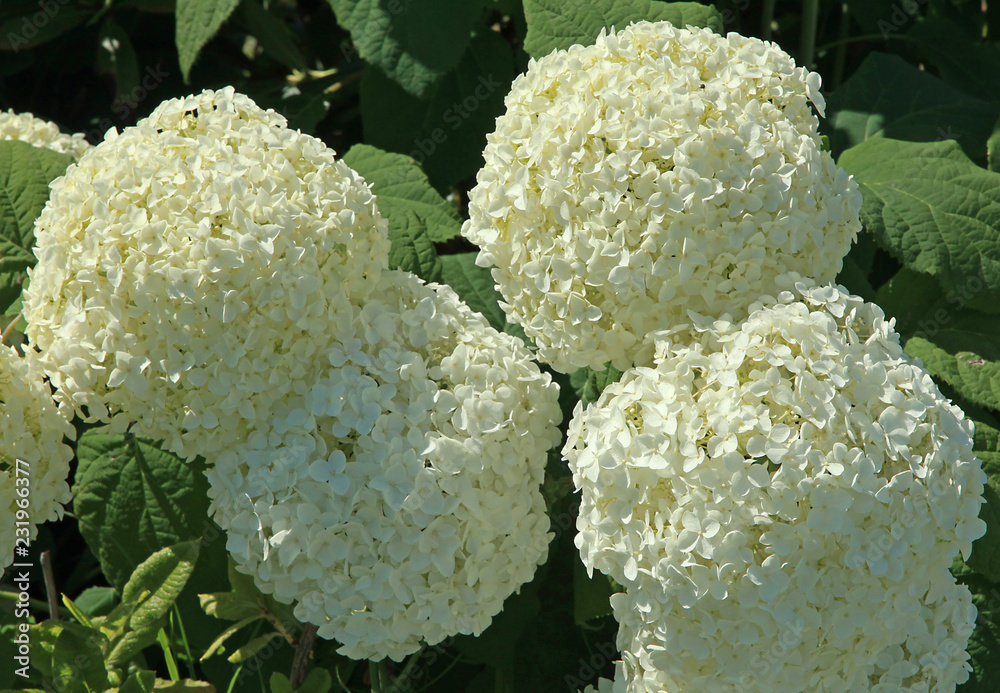 Hydrangea arborescens annabelle Hydrangea arborescens annabelle