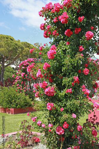 Rosier grimpant rouge