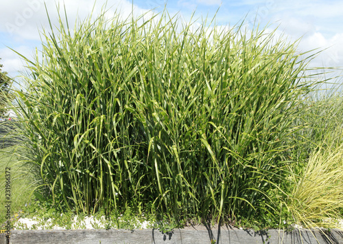 Картината върху платно Miscanthus sinensis zebrinus