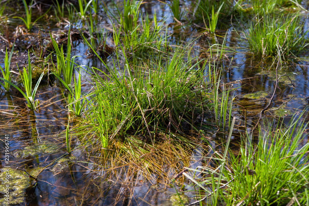 Весна / It's spring Весна / It's spring