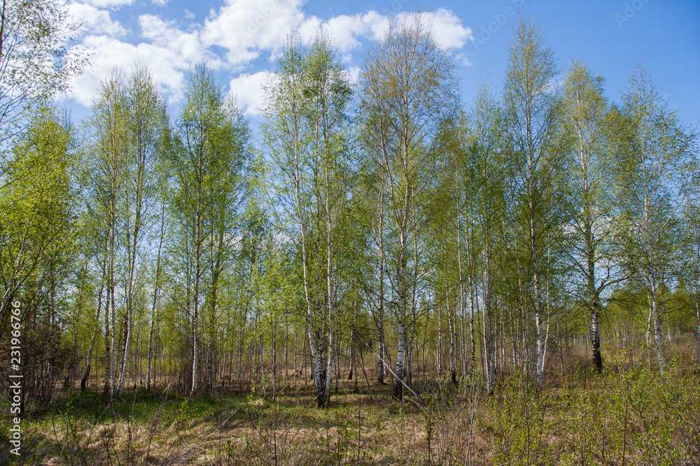 Весна / It's spring Весна / It's spring