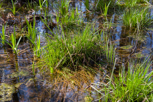 Весна / It's spring