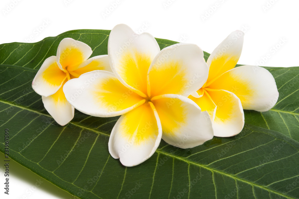 Naklejka premium frangipani flowers with leaves