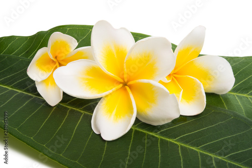 Fototapeta Naklejka Na Ścianę i Meble -  frangipani flowers with leaves