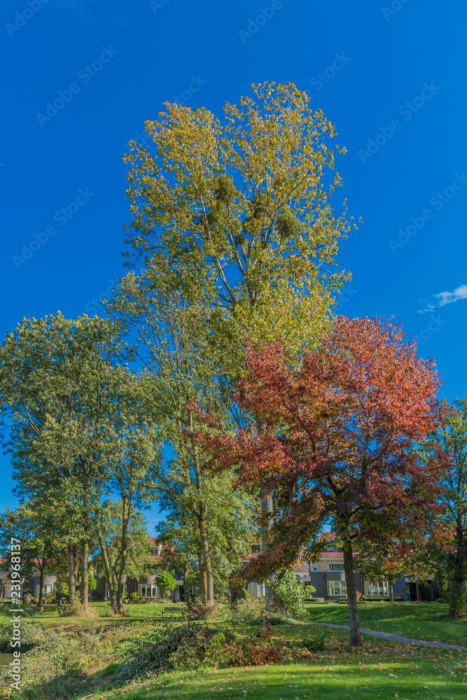 Naklejka premium image of trees in a park on a beautiful autumn day in Voerendaal South Limburg in the Netherlands Holland