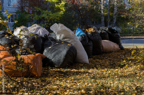 bags of foliage in the fall
