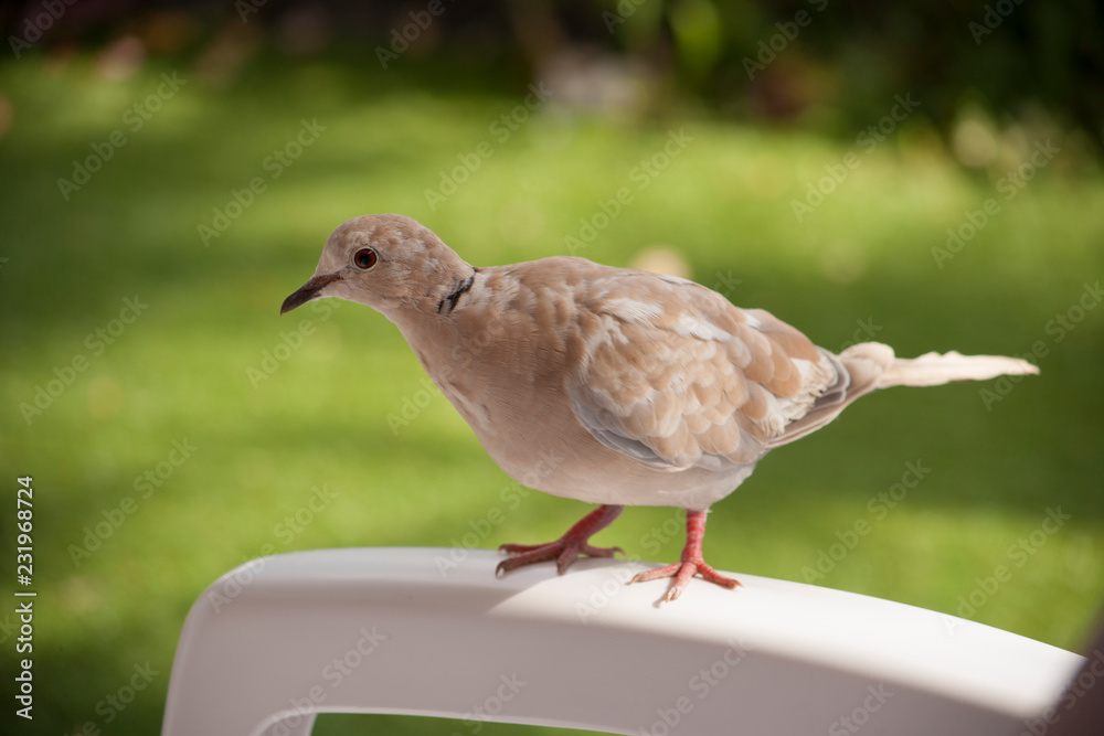 Obraz premium Птица / bird