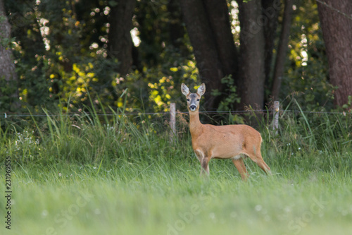 Roebuck - buck  Capreolus capreolus  Roe deer - goat