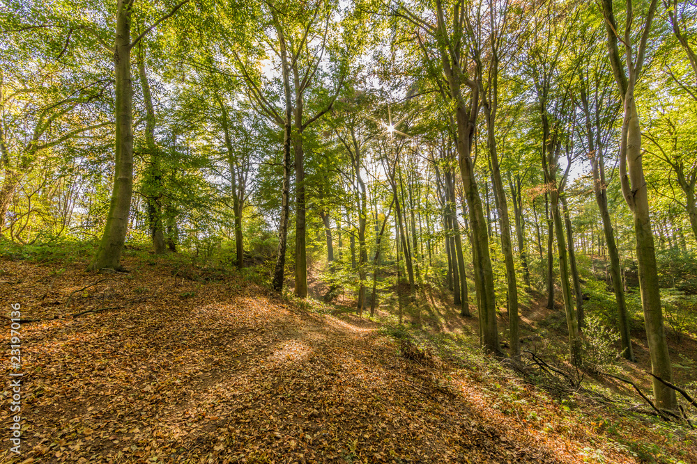 Fototapeta premium Young trees with slender trunks on a hill in the forest, dry leaves covering the ground, sunny autumn day with the sun's rays passing through the tree branches in Spaubeek, South Limburg, Netherlands
