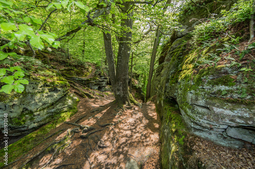 beautiful view of two rock walls stone natural with moss with trees and green vegetation in Mullerthal Trail in Luxembourg