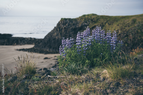 Purple lupine flowers growing on the sea coast in Iceland. Natural seasonal travel background. Beauty world. photo