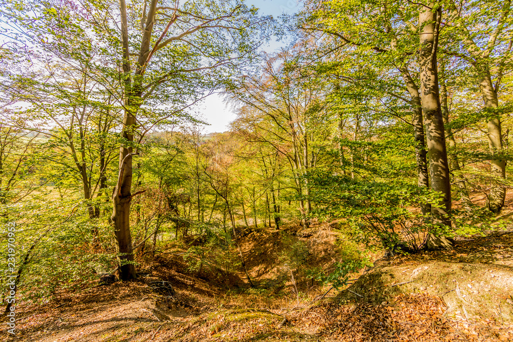 Autumn forest landscape on a hill in Dutch countryside, trees with yellowish green foliage, rough terrain, sunny day with a blue sky in Spaubeek, South Limburg in the Netherlands Autumn forest landscape on a hill in Dutch countryside, trees with yellowish green foliage, rough terrain, sunny day with a blue sky in Spaubeek, South Limburg in the Netherlands