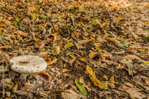 image of a white mushroom in in the middle of the forest in Spaubeek in South Limburg in the Netherlands Holland, copy space