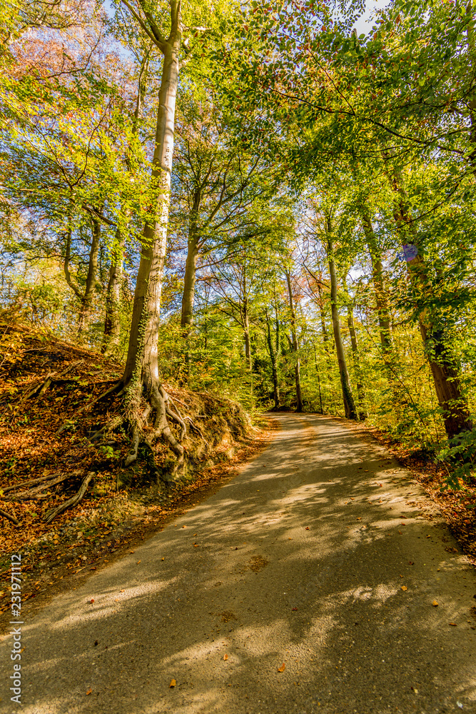 Dutch rural empty road between autumn trees on a hill in nature reserve, curve disappearing into the background, illuminated by sunlight, sunny day in Spaubeek, South Limburg in the Netherlands Dutch rural empty road between autumn trees on a hill in nature reserve, curve disappearing into the background, illuminated by sunlight, sunny day in Spaubeek, South Limburg in the Netherlands