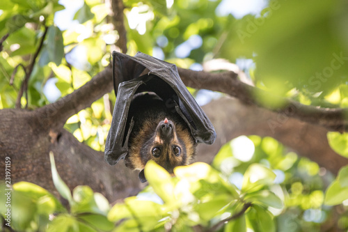 Australian fruit bat