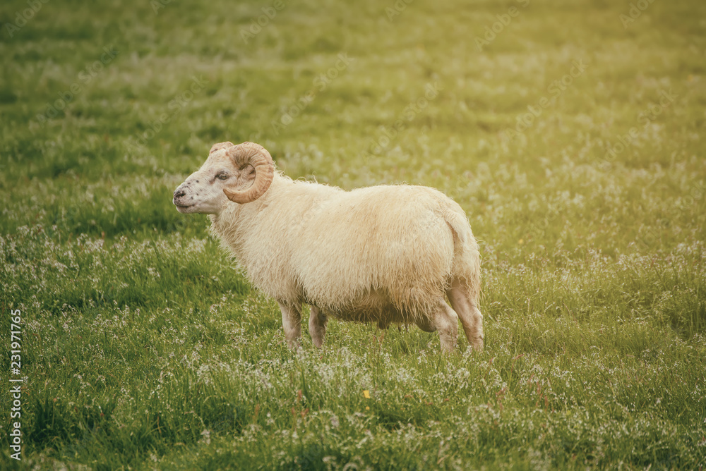 A single sheep grazing in a green grass meadow in Iceland A single sheep grazing in a green grass meadow in Iceland