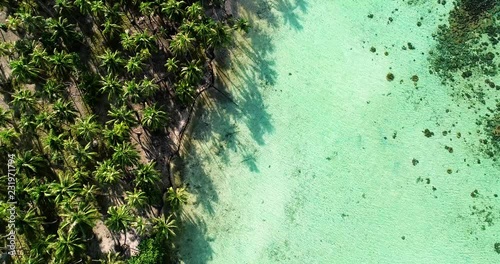 Wallpaper Mural palm forest with lagoon in aerial view Torontodigital.ca