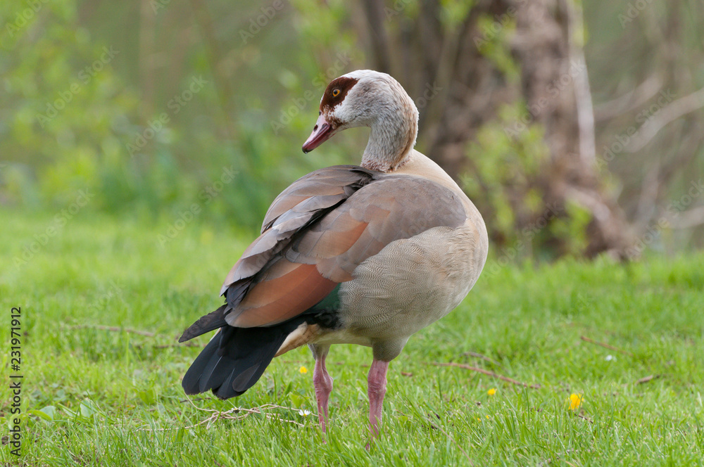 Obraz premium Nilgans