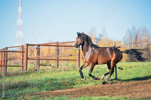 running dark bay sportive welsh pony stallion in paddock