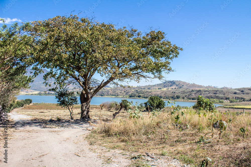 Mexican landscape in an arid terrain, dirt path, pond with water, tree with yellowish green foliage surrounded by dry wild grass, mountains in the background, sunny summer day with a blue sky, Mexico