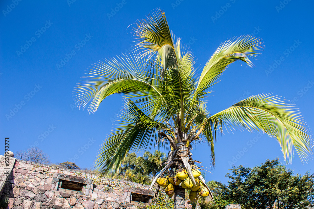 beautiful image of a palm tree with coconuts on a wonderful and sunny day with an intense blue sky in Chapala Jalisco Mexico
