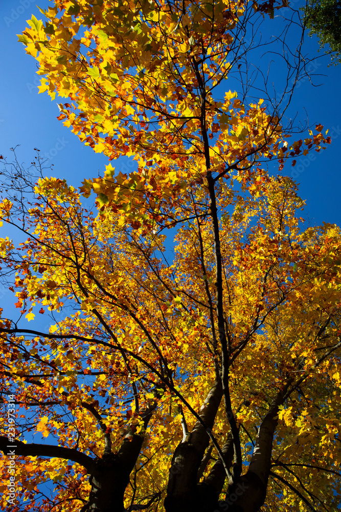 Yellow leaves in a sunny autumn day, italy Yellow leaves in a sunny autumn day, italy