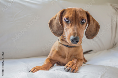 Beautiful brown short haired dachshund puppy lying on a couch with white background, looking intently at camera, long snout, floppy ears. Portrait in a photo studio. Space for text © Emile