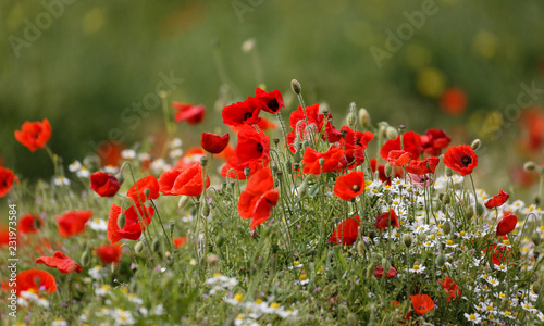 group of wild poppies and wild daisies
