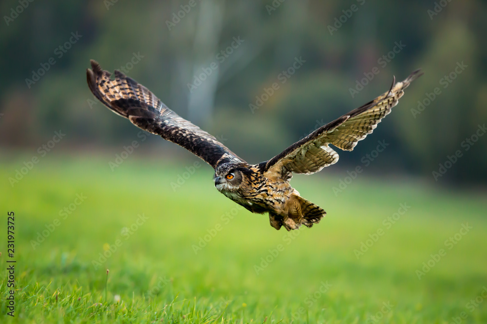 Obraz premium Uhu im Flug